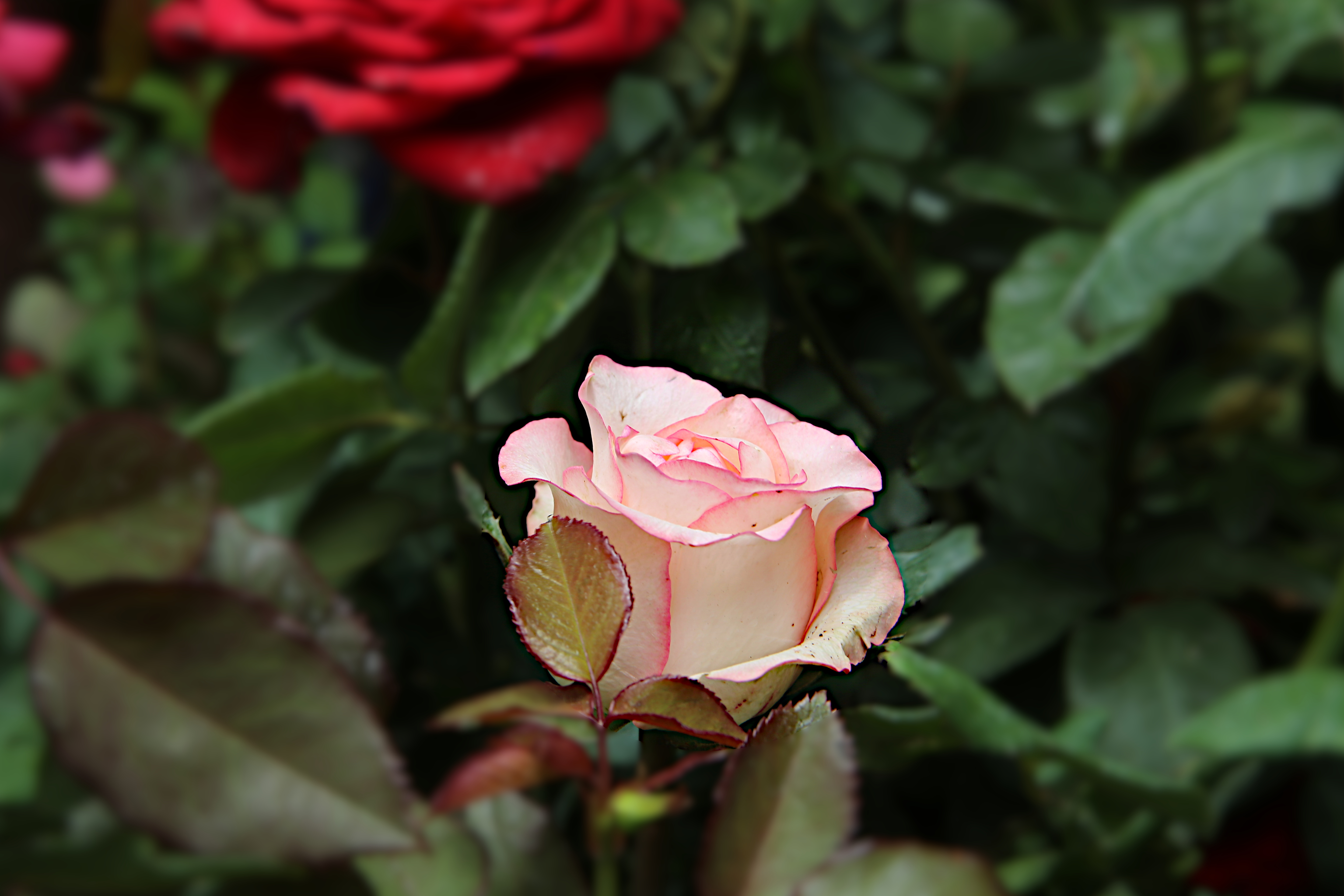 Nature photography by Prem